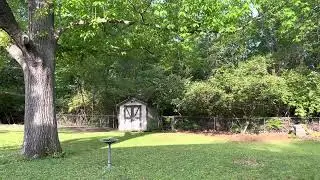 Backyard birdsong
