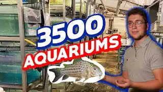 LA PISCICULTURE ESTALENS, DES MILLIERS DE POISSONS