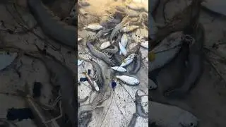Net Fishing Shrimp #shorts #fishing #netfishing #shrimp