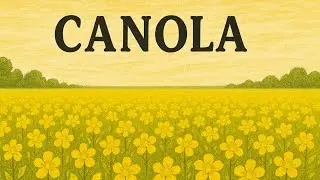 Rapeseed fields in Poland