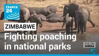 Zimbabwe: Fighting poaching in national parks &bull; FRANCE 24 English