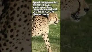 Life Lessons from a Cheetah - #inspiration #motivation
