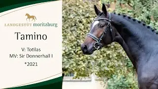 TAMINO v. Totilas - Sir Donnerhall l