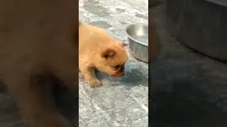 buy pets online india cash on delivery pet shop online @ 8307797664
