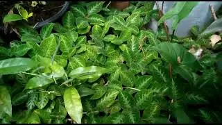 Tidak digantung, tapi menggulma di tanah,, episcia lil lemon,,