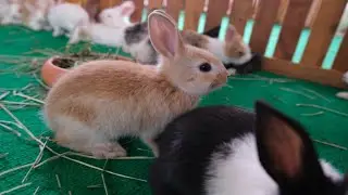 Raising rabbits