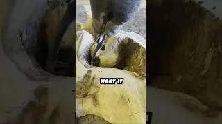 #57. ROTTEN Wood to Art Display?