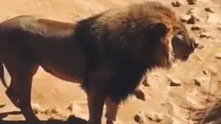 The Flying Lion🦁🤩//must watch//
