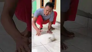kucing sakit