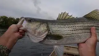 Giant Stripers In Fall, Roanoke river, Weldon & Gaston Boat Ramps, Roanoke river, Top water Baits