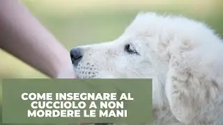 Come insegnare al cucciolo a non mordere le mani