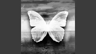 FLY / STAR