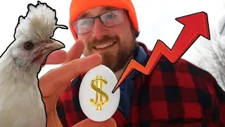 Can I Grow ALL my Chicken Feed In 2023?