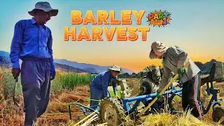 Village Farming Life Part 2: First Day of Barley Harvest by Hand 🌾 A Hardworking Couple&rsquo;s Journey