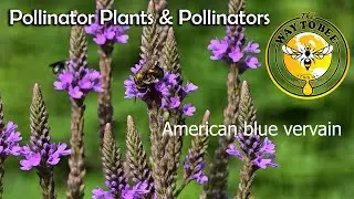 Pollinator Plants and Pollinators August 6th