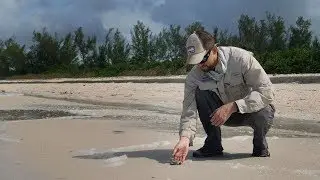 A world without sea turtles