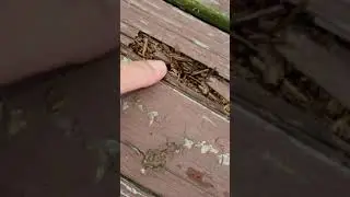 Wood Rot it happens but