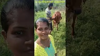 மாட்டு பொங்கல் எங்களுக்கு இப்படிததாங்க இருந்துச்சு 🐄😊🩷🌿