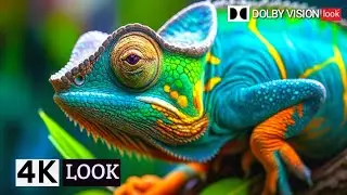 Most Craziest 4K LOOK Video | Wildlife | Relaxing Music For Stress Relief 