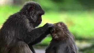 Rhesus Monkey (Macaca mulatta)