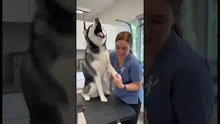 This Husky Reacts Like Everything Is a Personal Attack 😂