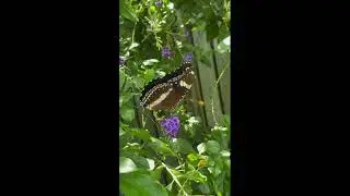 australian butteflies and moths
