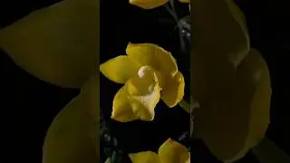 🌟GOLDEN CYMBIDIUM✨💫🌟 #orchidea #orqu&iacute;deas #orchids #cymbidium #gold #garden #gardening #beauty