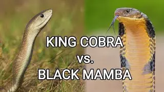 A Battle on the Edge | When the Black Mamba Clashes with the King Cobra! 😱🐍