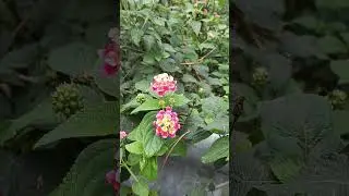 Nature ##spirituality #spiritual #uttarakhand #naturelovers