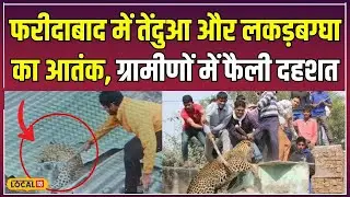 Leopard Terror: Faridabad के कोट गांव में जानवरों का आतंक, रात में बाहर निकलना हुआ मुश्किल #local18