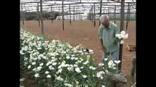 Produção de Flores.mp4
