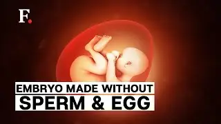 Scientists Create Artificial Human Embryo With a Heartbeat