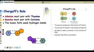 🔴 Chargaff's Rule🔴 Transforming Principle 🔴Harshey - Chase Experiment 🔴 Meselson & Stahl Experiment