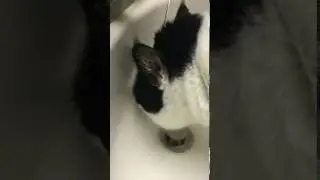 Funny Cat Drinking Water From A Faucet