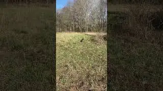 Hounds #hunting #gopro #rabbit #rabbithunting #beagle #dog #gps #outdoors #browning #chasing #hunt