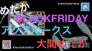 【イベント】めだかBLACKFRIDAYに突撃！前編〜○アクアルークス○大間めだか