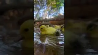 vida nova em nossa &aacute;rea verde 🐓