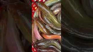 হ্যালো গাইস আজকের দেখাবো তোমাদের কিছু মাছ 🐟..#fish#vlog  #fishing#fishspecies#minivlog #vlogshort