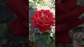 Чайно гибридная роза Нью Фешион, Питомник роз Полины Козловой, rozarium.biz, #розы #rose #цветы