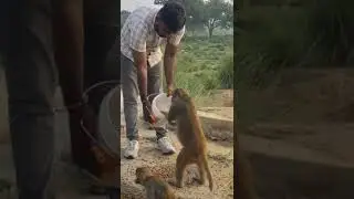 Monkey Reaction on Grams 🐒  #shorts #monkeyfeeding #youtubeshorts #pets #feedingmonkey #animallover