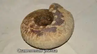 Окаменелая улитка - Fossilized snail (HD Video)