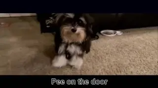 An Epic Rap Battle Against my Dog Sucka!?!?!