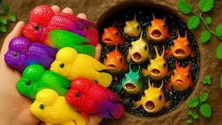 Epic 4K Catch: Discus, Guppies & Pencil Fish in Tiny Pond 🎥🌈