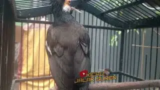 Gacor Seharian! Jalak Suren Langsung Responsif Setelah Dengar Suara Ini