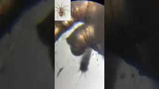 AP MICROSCOPE 5.2#microscope #compoundmicroscope #video #how to microscope