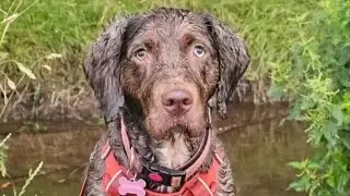 Happy 3rd birthday Tess 