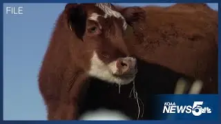 Colorado cattle ranchers upset over Presidents Trump's proposed increase in beef from Argentina