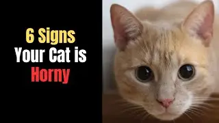 6 Weird Signs Your Cat is in Heat! 😳🐱 (What No One Tells You!)