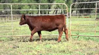 Lot 7 - Spur Sandman 2397A - Red Angus