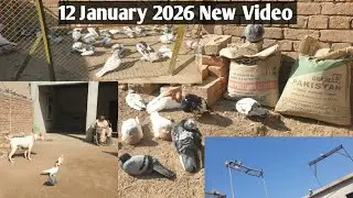 New Video My Setup 12 January 2026 👍 | KHAKHI PIGEONS 